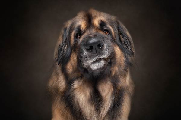 Dogilike.com :: ҧҾᴹԧҾѡ Dogs are the Best People