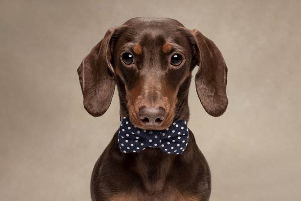 Dogilike.com :: ҧҾᴹԧҾѡ Dogs are the Best People