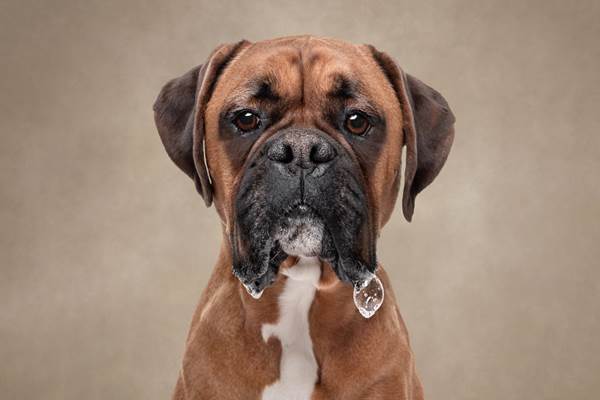 Dogilike.com :: ҧҾᴹԧҾѡ Dogs are the Best People