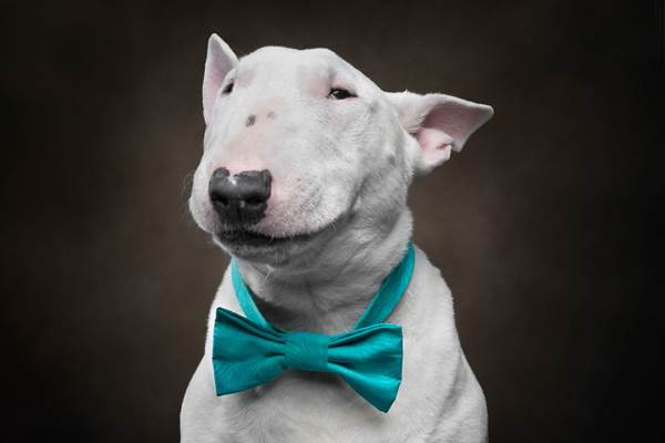 Dogilike.com :: ҧҾᴹԧҾѡ Dogs are the Best People
