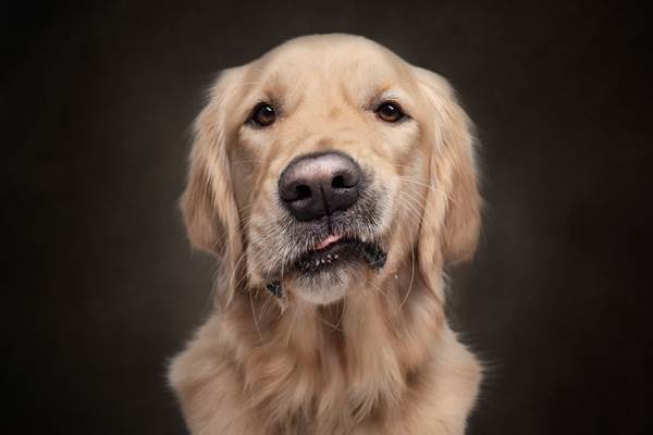Dogilike.com :: ҧҾᴹԧҾѡ Dogs are the Best People