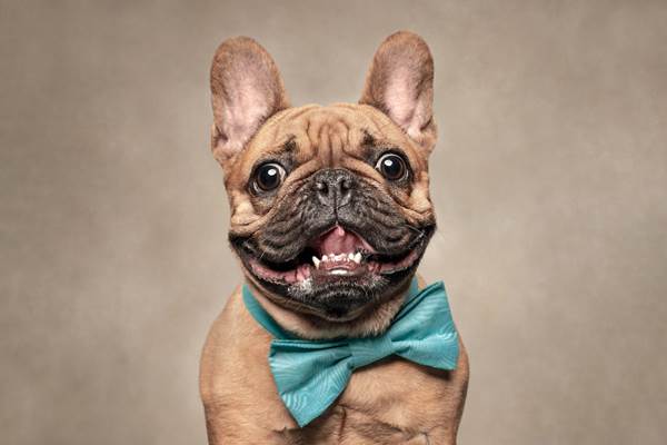 Dogilike.com :: ҧҾᴹԧҾѡ Dogs are the Best People