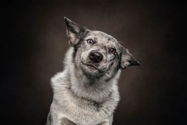 Dogilike.com :: ҧҾᴹԧҾѡ Dogs are the Best People