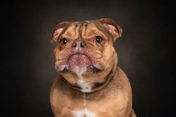 Dogilike.com :: ҧҾᴹԧҾѡ Dogs are the Best People