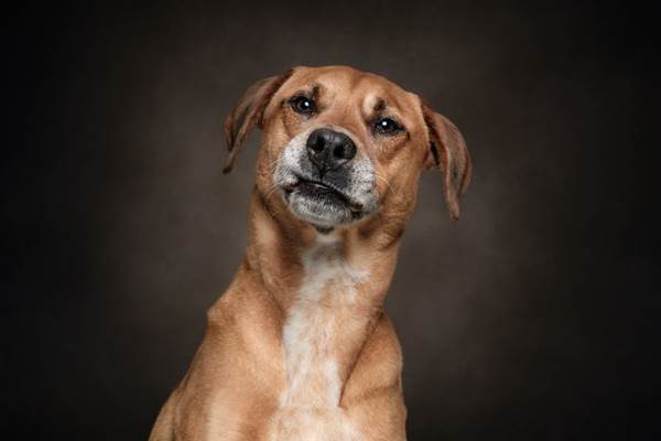 Dogilike.com :: ҧҾᴹԧҾѡ Dogs are the Best People
