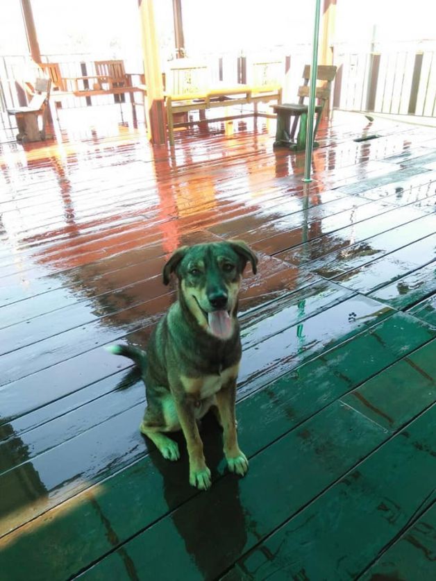 Dogilike.com :: ٺ§ѧҢͧ ʧ÷ӻǹŻСȵ!