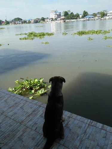 Dogilike.com :: ٺ§ѧҢͧ ʧ÷ӻǹŻСȵ!