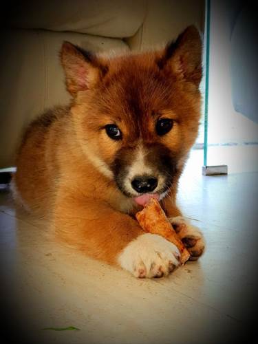 Dogilike.com :: ʫش͡! ԹըѺ١ҷǹѧҹ 