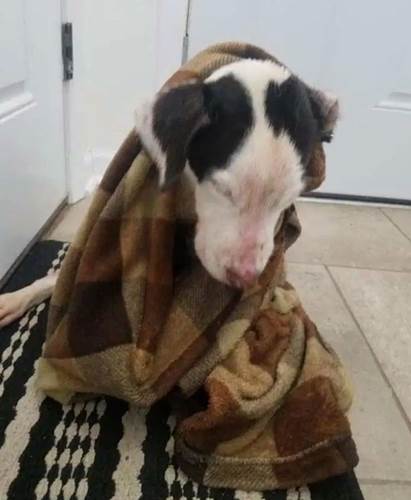 Dogilike.com :: ٺ١Ѻѧç·㹷Һ 㹹繨Ѵ .!