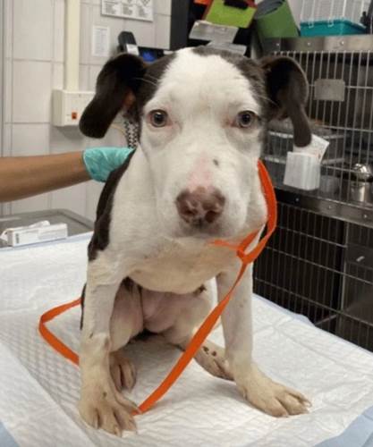 Dogilike.com :: ٺ١Ѻѧç·㹷Һ 㹹繨Ѵ .!