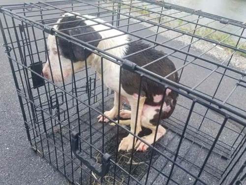 Dogilike.com :: ٺ١Ѻѧç·㹷Һ 㹹繨Ѵ .!