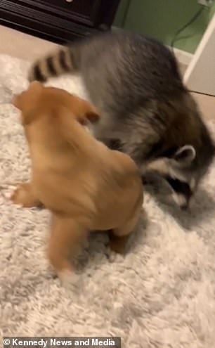 Dogilike.com :: ˹¤Իѡ ͧʹءѺäٹ ! (դԻ)