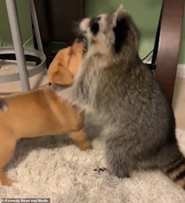 Dogilike.com :: ˹¤Իѡ ͧʹءѺäٹ ! (դԻ)