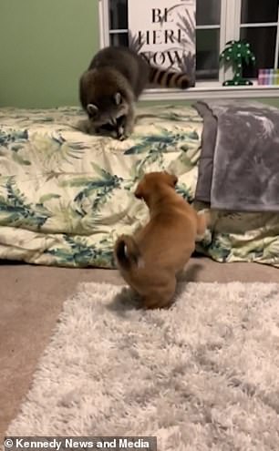 Dogilike.com :: ˹¤Իѡ ͧʹءѺäٹ ! (դԻ)