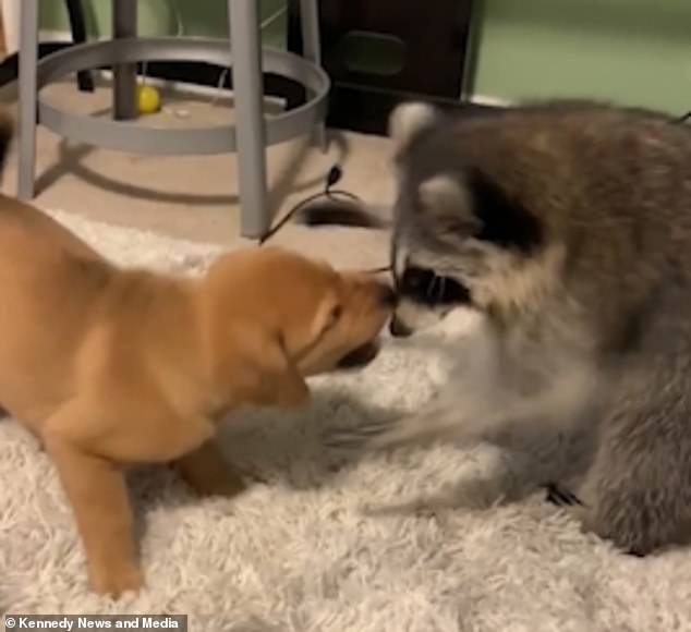 Dogilike.com :: ˹¤Իѡ ͧʹءѺäٹ ! (դԻ)