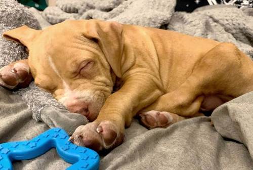 Dogilike.com :: ١ҡҵٺ¹¶֧ شẺ!