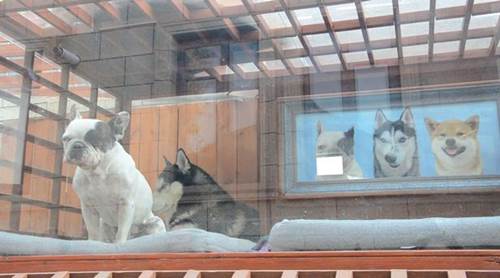 Dogilike.com :: ѧ! ҢͧǨչԹ 1.5 ʹҧҹٺشѡ