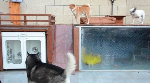 Dogilike.com :: ѧ! ҢͧǨչԹ 1.5 ʹҧҹٺشѡ