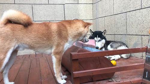 Dogilike.com :: ѧ! ҢͧǨչԹ 1.5 ʹҧҹٺشѡ