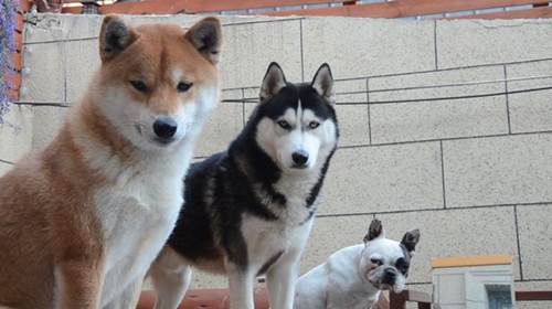 Dogilike.com :: ѧ! ҢͧǨչԹ 1.5 ʹҧҹٺشѡ