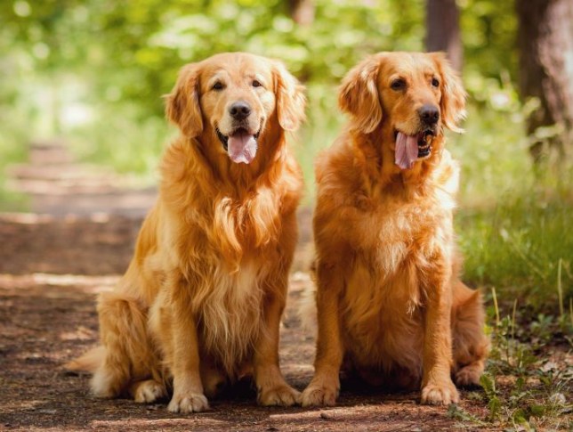 Dogilike.com :: ҹ㹽ѹ! ѡСҾ§ 2  ʹԹ͹ʹ