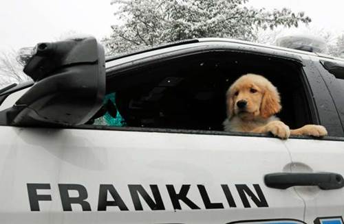 Dogilike.com :: ѡҹѴ! عѢӺѴШʶҹյǨͺ¢ͧ (Ի)