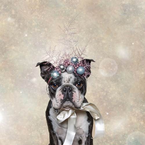 Dogilike.com :: ǨѺͧҹҾѺʵ Թѵ!