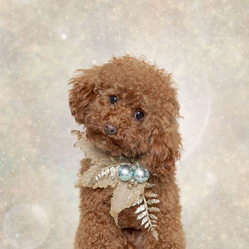 Dogilike.com :: ǨѺͧҹҾѺʵ Թѵ!
