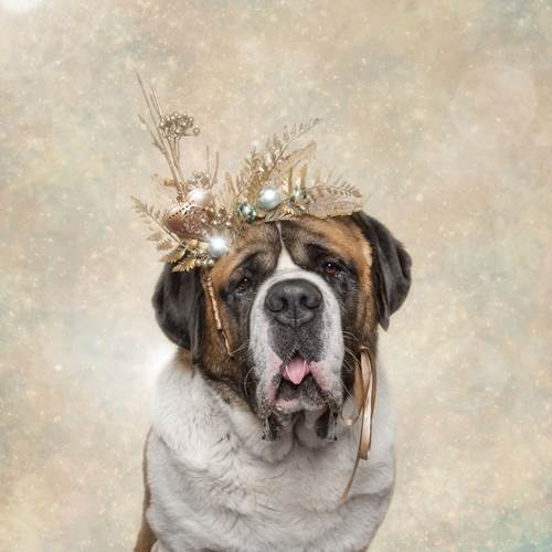 Dogilike.com :: ǨѺͧҹҾѺʵ Թѵ!