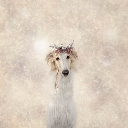 Dogilike.com :: ǨѺͧҹҾѺʵ Թѵ!