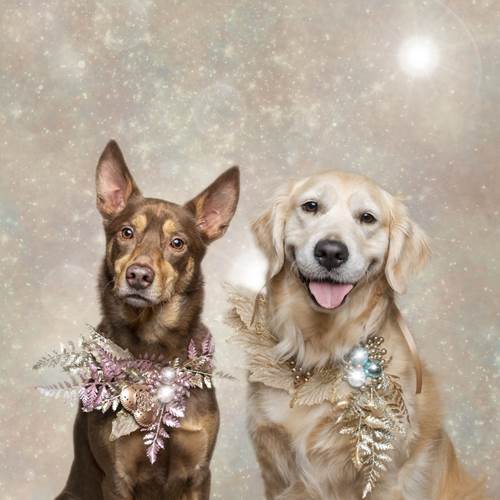 Dogilike.com :: ǨѺͧҹҾѺʵ Թѵ!