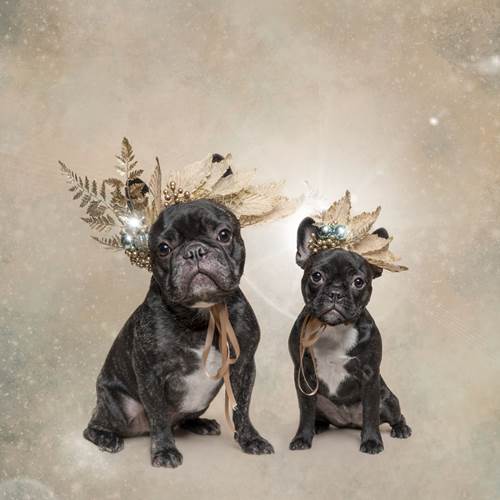 Dogilike.com :: ǨѺͧҹҾѺʵ Թѵ!