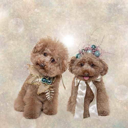 Dogilike.com :: ǨѺͧҹҾѺʵ Թѵ!