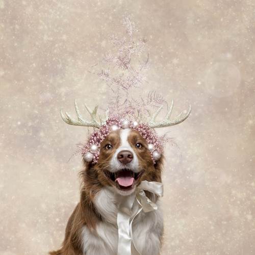Dogilike.com :: ǨѺͧҹҾѺʵ Թѵ!