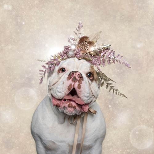 Dogilike.com :: ǨѺͧҹҾѺʵ Թѵ!