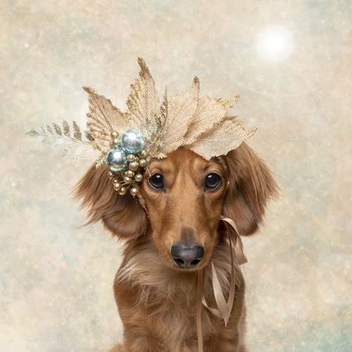 Dogilike.com :: ǨѺͧҹҾѺʵ Թѵ!