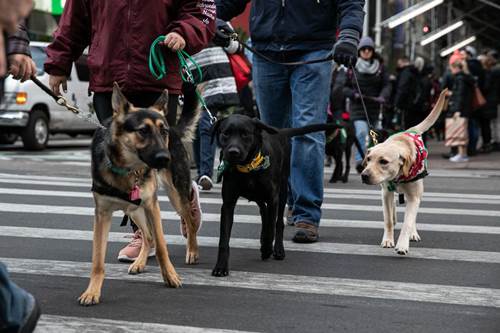 Dogilike.com :: 繴! ꧹ͧҹӷҧء ֡Ҹ㹷Ҹó