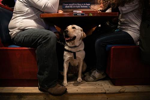 Dogilike.com :: 繴! ꧹ͧҹӷҧء ֡Ҹ㹷Ҹó
