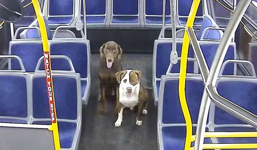 Dogilike.com :: ǢѺö 2ٺԹҧ ¾ҢöҢͧ! (Ի)