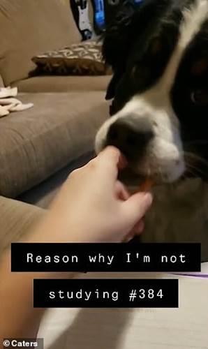Dogilike.com :: ʧ觴Թ! ¤Իҵٺ͹ҡҢͧʹ