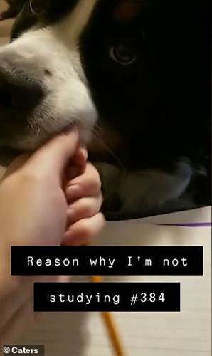 Dogilike.com :: ʧ觴Թ! ¤Իҵٺ͹ҡҢͧʹ
