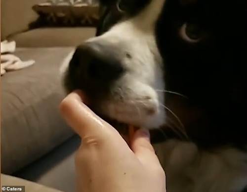 Dogilike.com :: ʧ觴Թ! ¤Իҵٺ͹ҡҢͧʹ