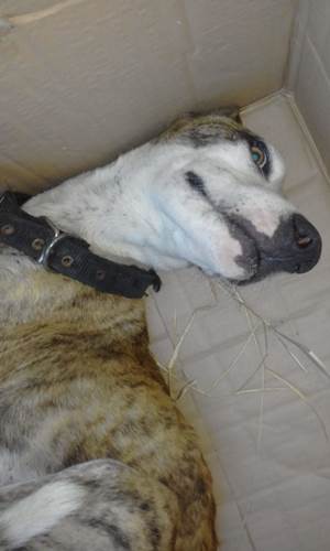 Dogilike.com :: 2 硪͵ٺ١㹡ͧд 㨴ժ´Һҹ!