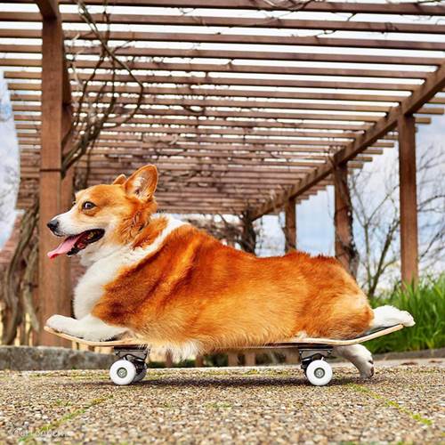 Dogilike.com :: ѡ! Erico ᴹҴԺشѡդԴ 5 蹤