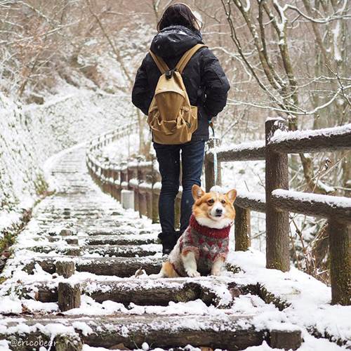 Dogilike.com :: ѡ! Erico ᴹҴԺشѡդԴ 5 蹤
