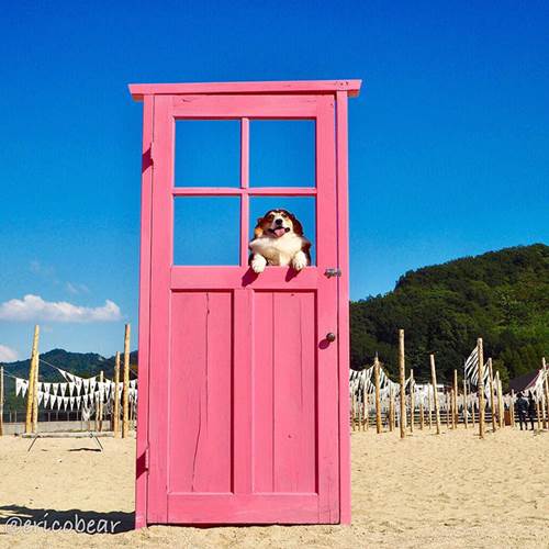 Dogilike.com :: ѡ! Erico ᴹҴԺشѡդԴ 5 蹤