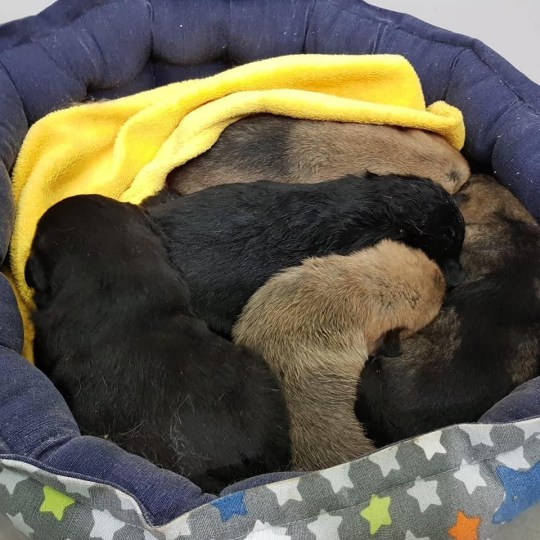 Dogilike.com :: ٺ١͹ʹԴ ѧҢͧ׹ԧ 2 Ѵ Ѻҡ仺!