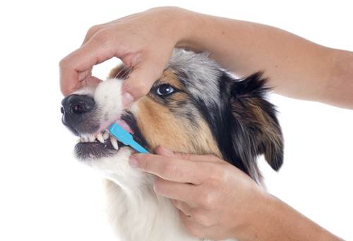 4 tips ง่ายๆ ดูแลฟันน้องหมาให้ขาวปิ๊ง ไร้กลิ่นปาก ! | Dogilike.com