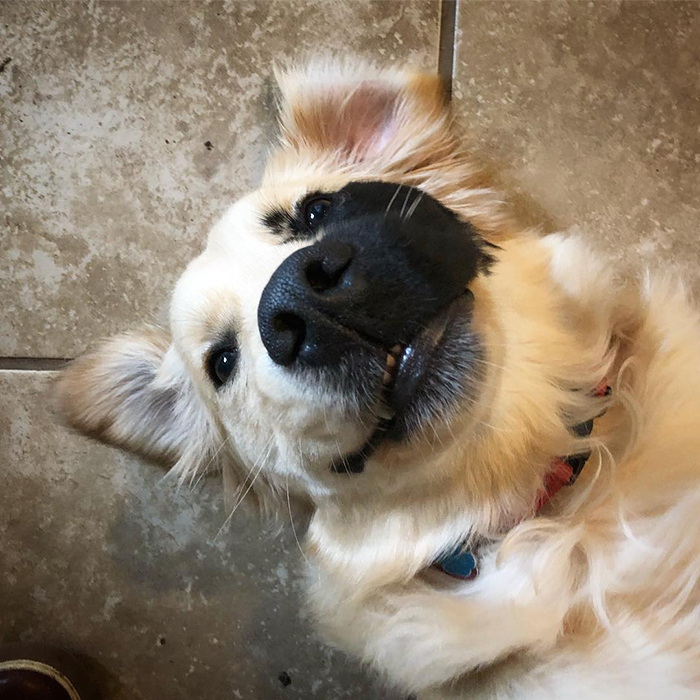 Dogilike.com ::  Enzo ٺԴҵҧҡعѢ ѺѴ㨼餹价š !
