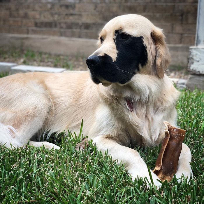 Dogilike.com ::  Enzo ٺԴҵҧҡعѢ ѺѴ㨼餹价š !